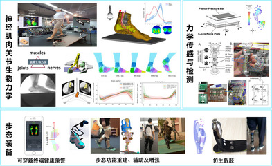 生物力学与康复工程中的新材料技术开发服务 重塑健康未来